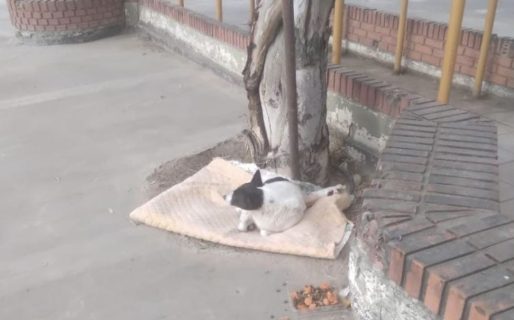 Indignación en Comodoro: le sacaron la cucha a Blanquita y quedó a la intemperie