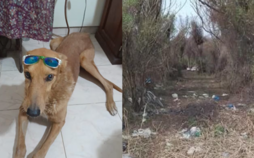 Denuncian que un hombre mató a un perro: lo arrastró con su camioneta y lo dejó agonizando en un baldío