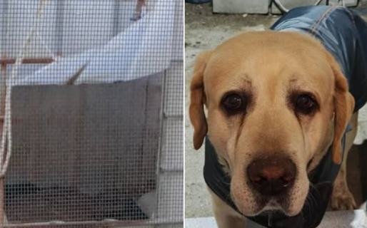 Falleció su mascota y decidió donar la cucha para algún perro callejero