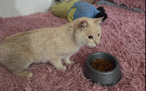 Aberrante: abandonaron a una gata adentro de una bolsa en el Cordón Forestal