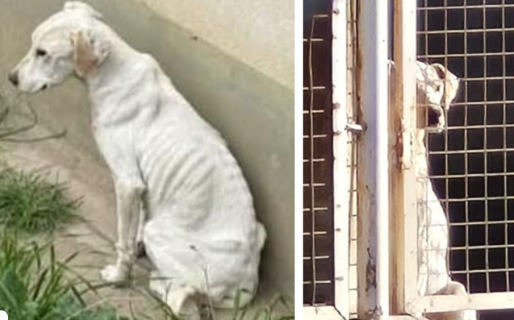 Desgarrador caso de maltrato animal: rescataron a una perra en estado de desnutrición