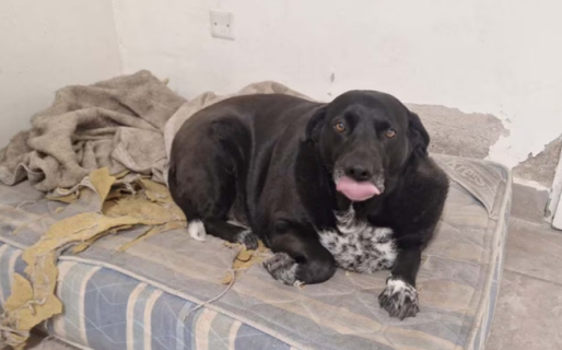 Un perro recorre las carnicerías, está obeso y sus dueños piden a los vecinos que no lo alimenten