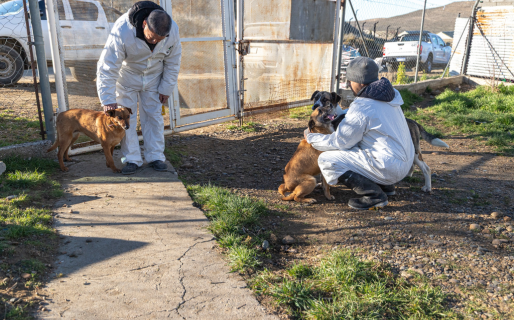 El Municipio fortalece el trabajo con la Fiscalía y organizaciones proteccionistas de animales