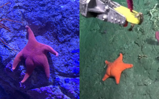 Por qué las estrellas de mar parecen tener «cola», según la ciencia