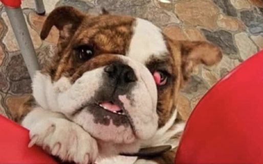 Buscan a un bulldog inglés perdido en barrio Saavedra