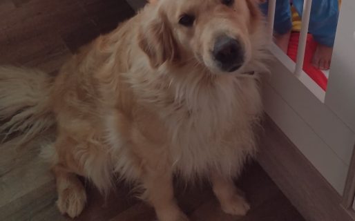 Continúa la búsqueda de Pancha, una perra perdida en el barrio Don Bosco