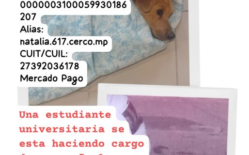 Piden colaboración para costear el tratamiento de un perro atropellado