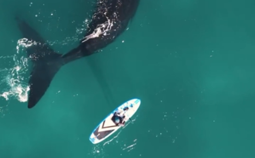 Una ballena sorprendió y tumbó a un deportista de stand up paddle en Rada Tilly