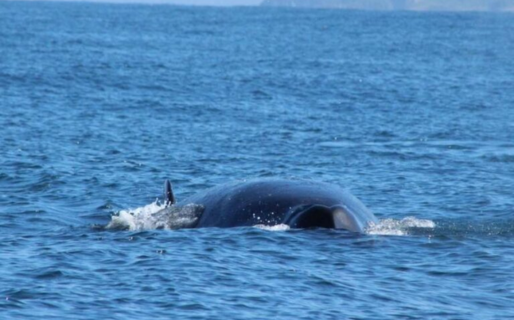 “Disfrutemos su presencia respetuosamente”: recomendaciones para el avistaje de ballenas en Rada Tilly