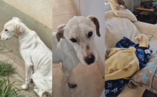 Blanquita, la perrita rescatada del maltrato, ya tiene un hogar de guarda