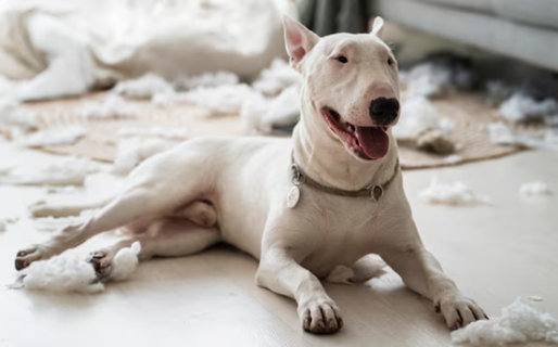Un bull terrier atacó a su dueño y le arrancó los testículos