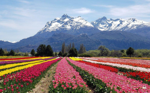 Habrá un nuevo campo de tulipanes en tierras chubutenses