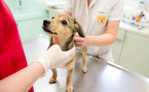 Este sábado realizarán una jornada gratuita de castración para perros y gatos