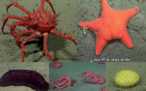 El CONICET llevará su exploración científica al fondo marino de Chubut