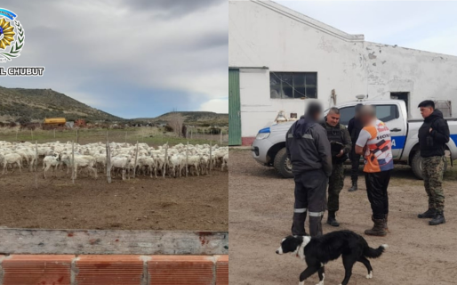Detectaron comparsas de esquila operando sin permisos en Las Plumas y Comodoro