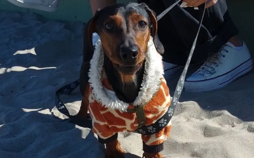 Tercer Salchi-Encuentro en Comodoro: una jornada para disfrutar con los perros salchicha