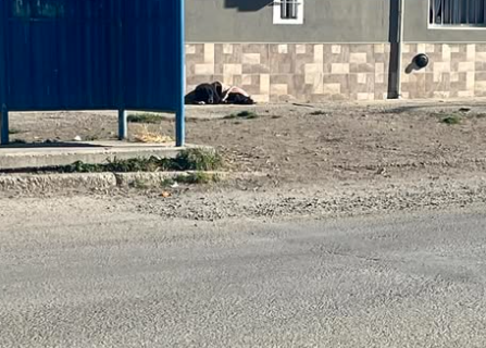 Desaparece cucha para perros callejeros en la calle Los Arrayanes