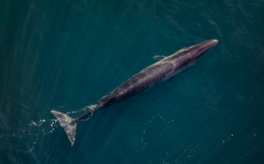 Expo Comodoro: Rada Tilly suma el avistaje de ballenas sei a su oferta turística