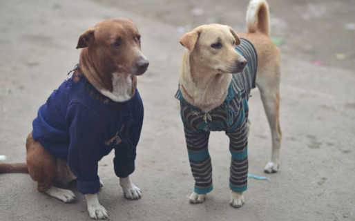 Abrigando Patitas: el taller de confección de ropa para mascotas con materiales reciclados