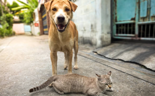 Organizan rifa de fin de año para apoyar a animales necesitados