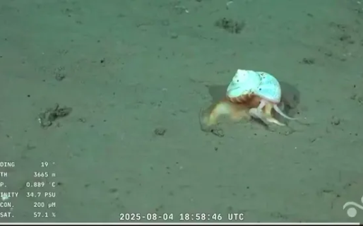 El Conicet encontró un caracol a 3600 metros de profundidad y en redes lo bautizaron “Gary” por Bob Esponja