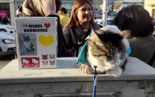 Este sábado habrá una nueva jornada de adopción de perros y gatos en pleno centro