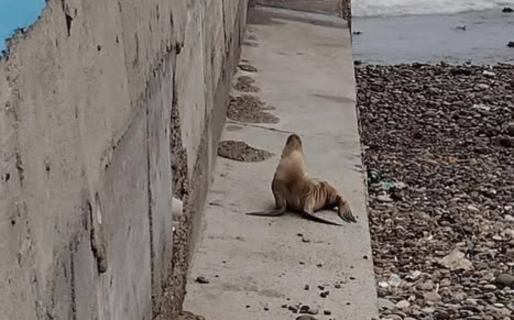 Qué hacer ante la presencia de un lobo marino en la costa