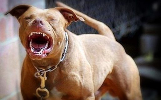 Un hombre fue atacado por un perro en la vía pública y agredido por su dueño