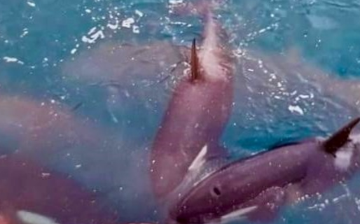 Impactante registro de un grupo de orcas cazando un ballenato en Chubut