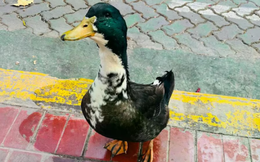 «Se pató de manos»: Denunciaron a un pato por agredir a otras mascotas y es inminente su detención