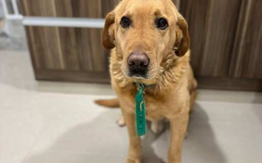 Buscan a Homero en Km5