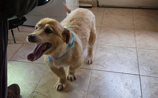 Crueldad extrema: asesinaron a un perro de un disparo en el corazón