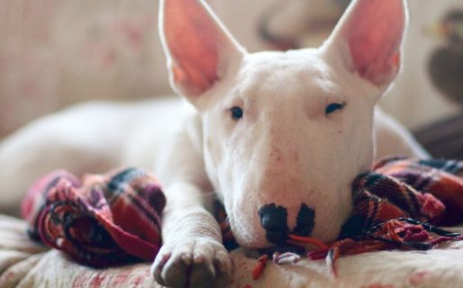 «Con el consentimiento de la familia, se tuvo que sacrificar al perro»