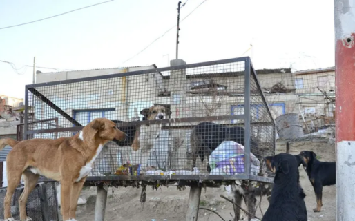 Se realizará una charla abierta acerca de sobrepoblación animal en km 17: «una crisis que sí tiene solución»