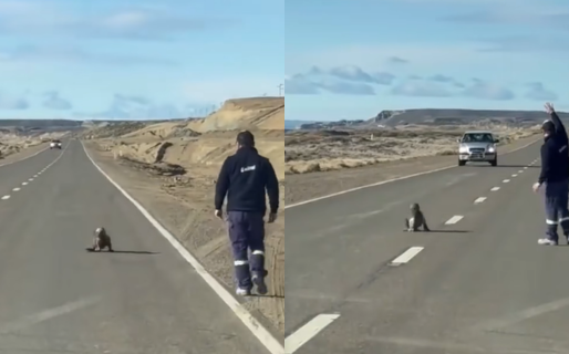 Un camionero detuvo su marcha en plena Ruta 3 para poner a salvo a un lobito marino