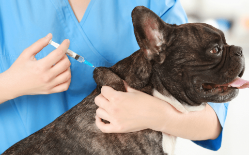 Este viernes habrá jornada de vacunación antirrábica en el Gimnasio Gatti