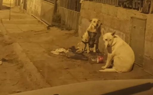 Adopción urgente: buscan hogar para dos perritas rescatadas