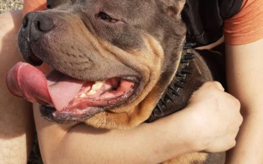 Continúa la búsqueda de un perro perdido en Saavedra