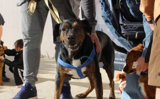 Desde el lunes, el tráiler de castración estará en el barrio San Cayetano