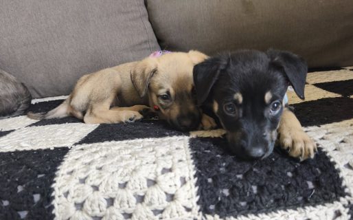 Las tiraron en una bolsa de basura, fueron rescatadas y ahora buscan una familia