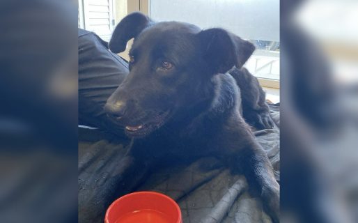 Buscan tránsito para una perrita atropellada en Avenida Rivadavia