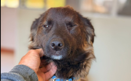 Buscan un hogar para Colapinto, un perro que fue atropellado y sufrió una fractura de cadera