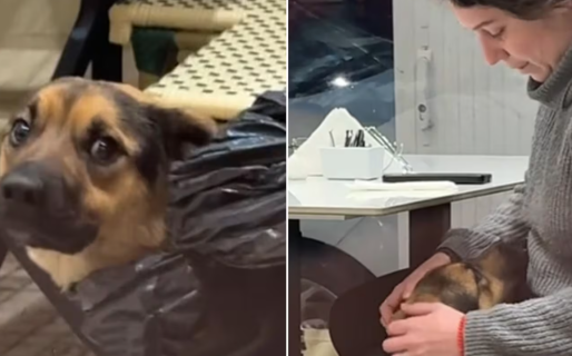 Un perro de la calle se acercó a dos amigas en un café y ellas tomaron una decisión impensada