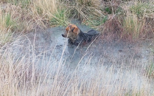 Encontraron a un perro tirado en un zanjón y piden ayuda para dar con sus dueños