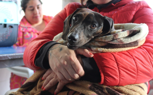 Realizarán una jornada de vacunación antirrábica en el barrio Don Bosco