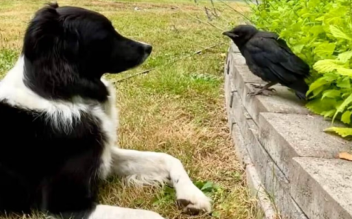 “Hay una enseñanza”: la inesperada amistad entre un perro y un cuervo rescatado que emociona