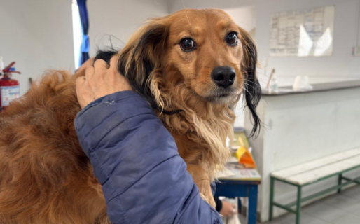 Este martes habrá jornada de vacunación antirrábica en el barrio Laprida