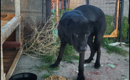 Un perrito quedó solo tras desalojo de su dueño y le buscan un hogar