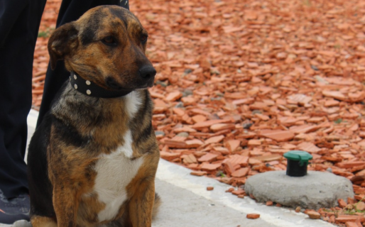 Este jueves y viernes darán turnos para castración en el Abel Amaya