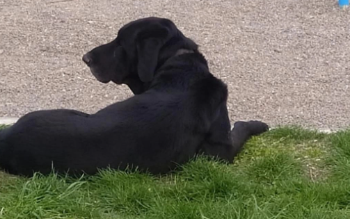 Abandonaron a un perro en el barrio Pueyrredón y le buscan un hogar